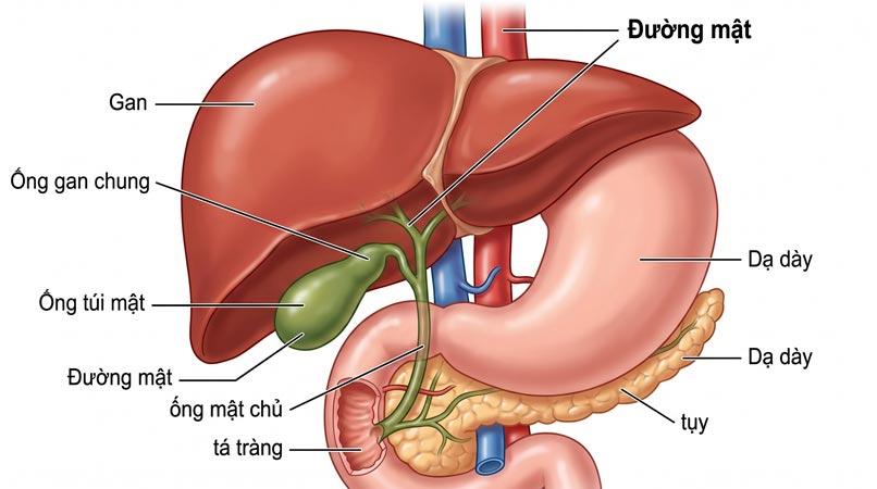Liên hệ giữa tạng can và đởm