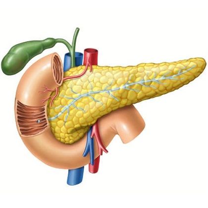 Tạng tỳ trong y học cổ truyền