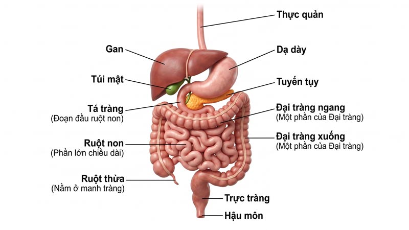 Lục phủ trong đông y