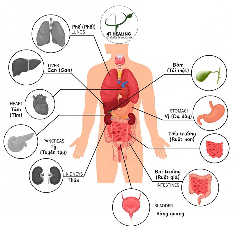 Lục phủ - 4T Healing