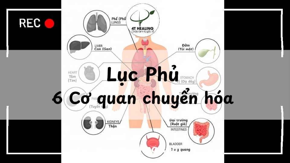 lục phủ