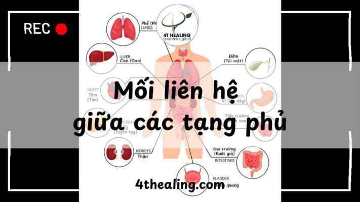 Mối liên hệ giữa các tạng phủ 4T Healing
