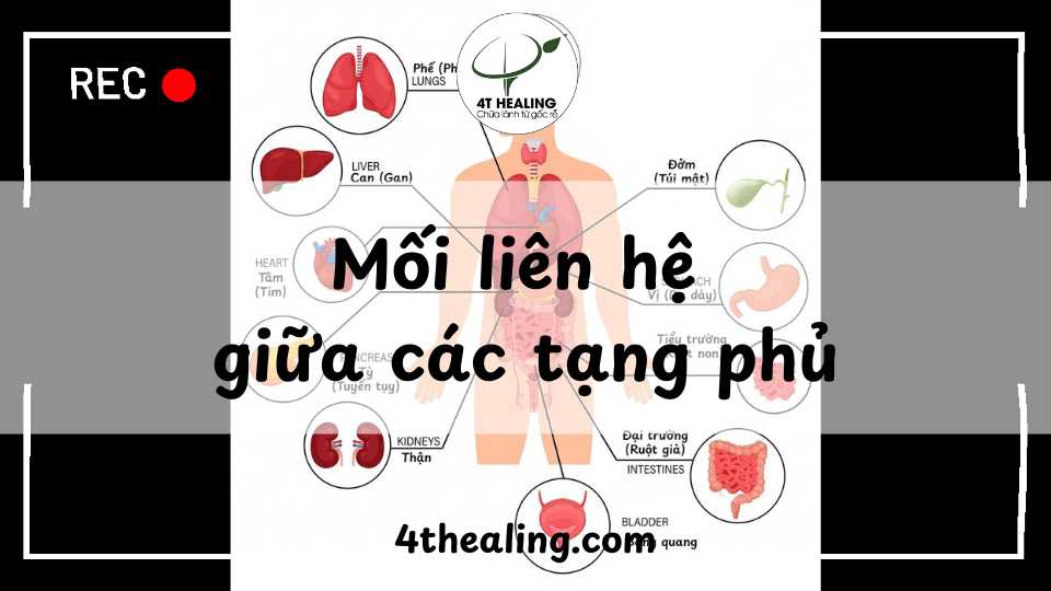 Mối liên hệ giữa các tạng phủ 4T Healing