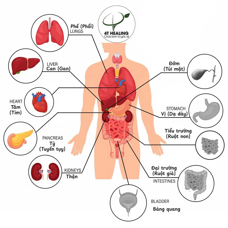 Ngũ tạng - 4T Healing