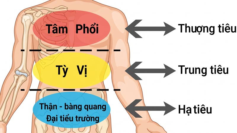 Tam tiêu trong y học cổ truyền