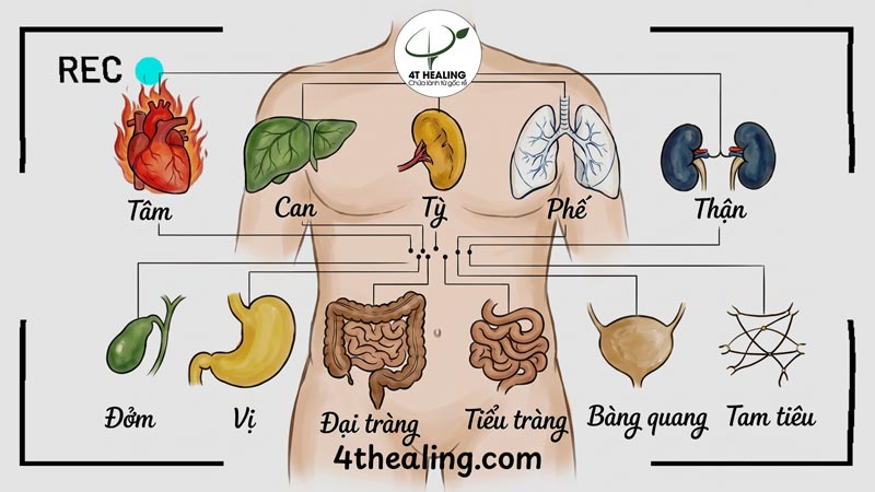 Tạng phủ tượng