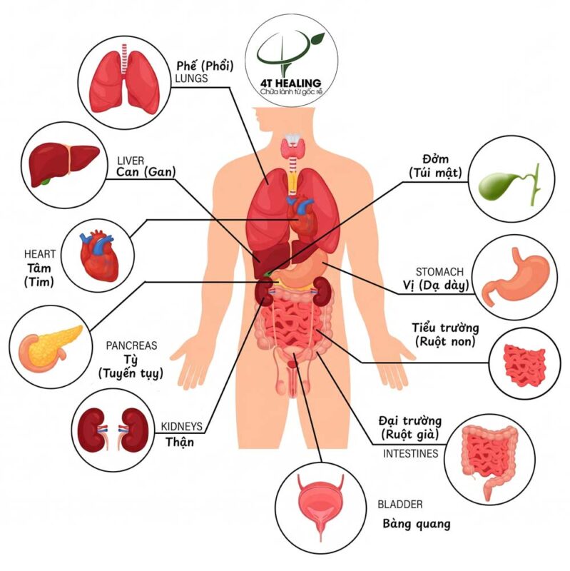 Lục Phủ Ngũ tạng trong đông y