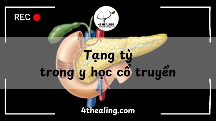 Tạng tỳ trong y học cổ truyền