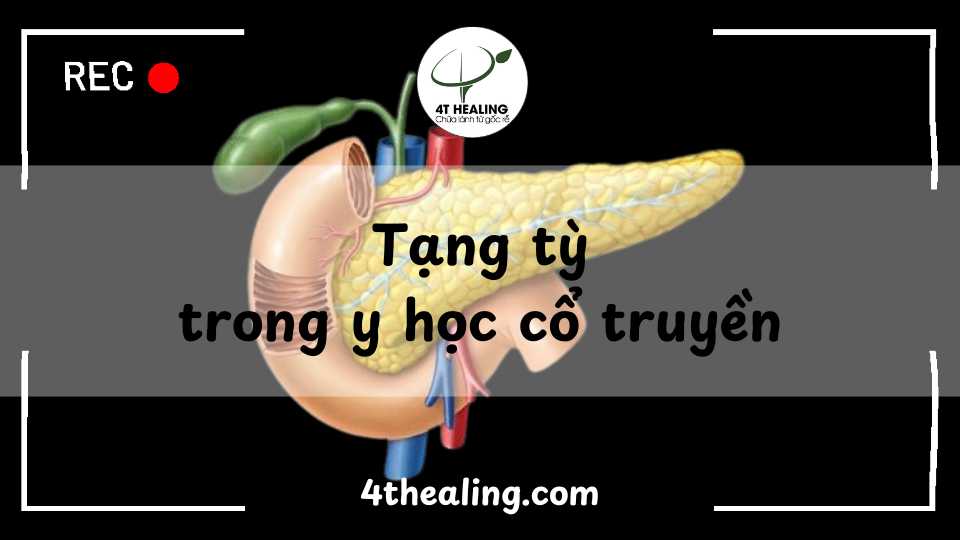 Tạng tỳ trong y học cổ truyền