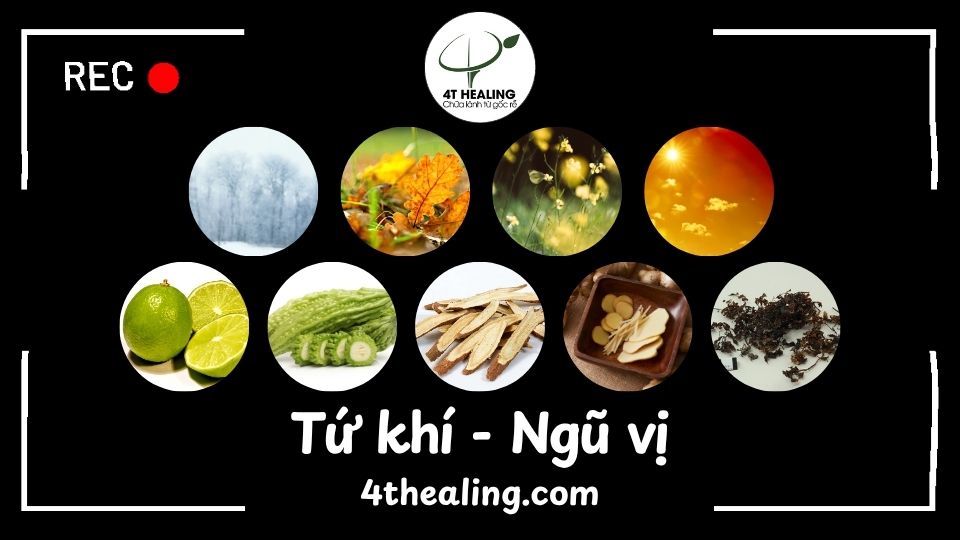 Tứ khí và ngũ vị